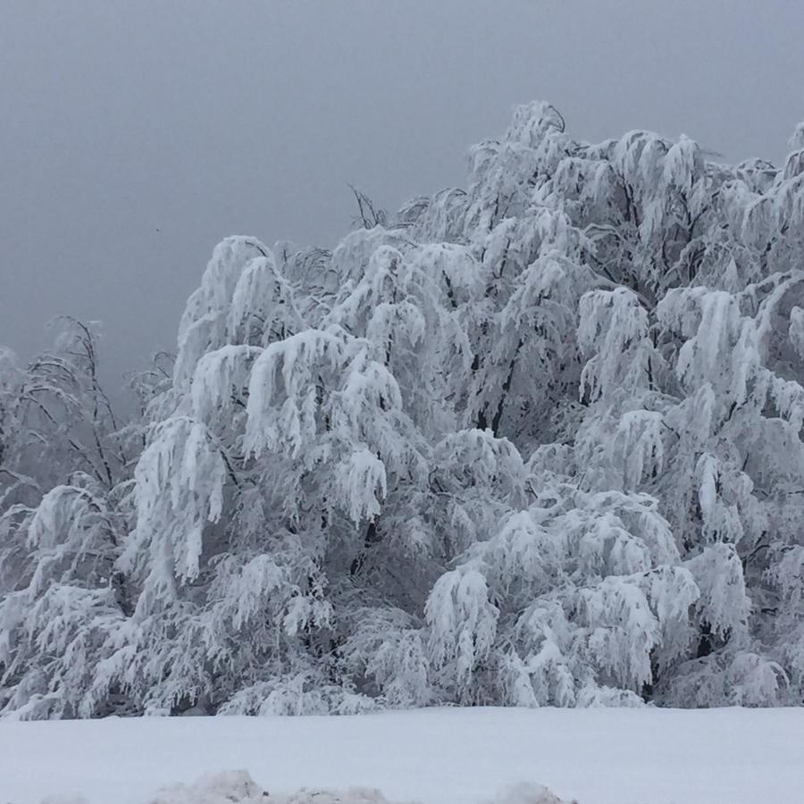 Raška Golija Vikendica Cesta Vrelaヴィラ エクステリア 写真